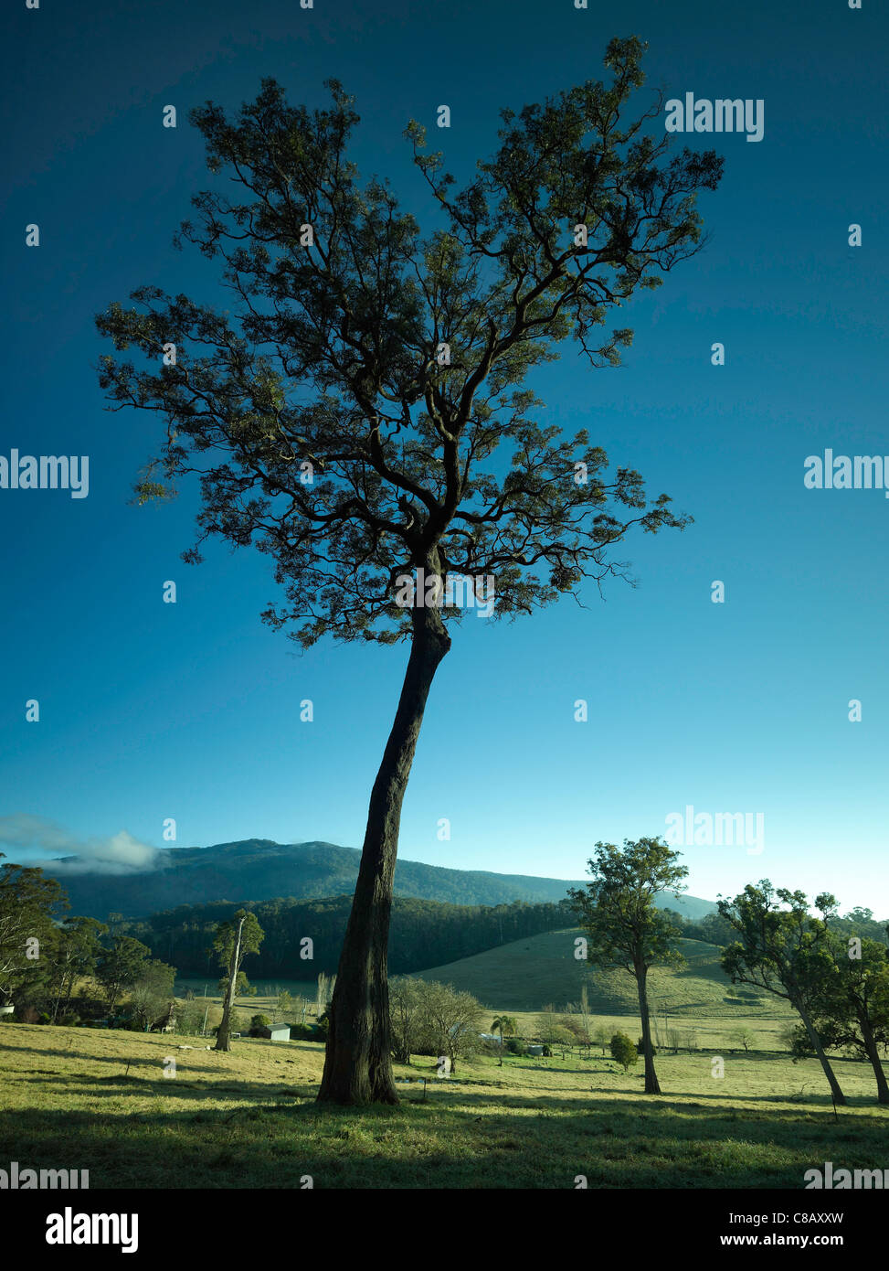 Lone di eucalipti indipendente alto e forte in terreni agricoli con gulaga/Mt Dromaderry nella distanza. Tilba NSW Australia Foto Stock