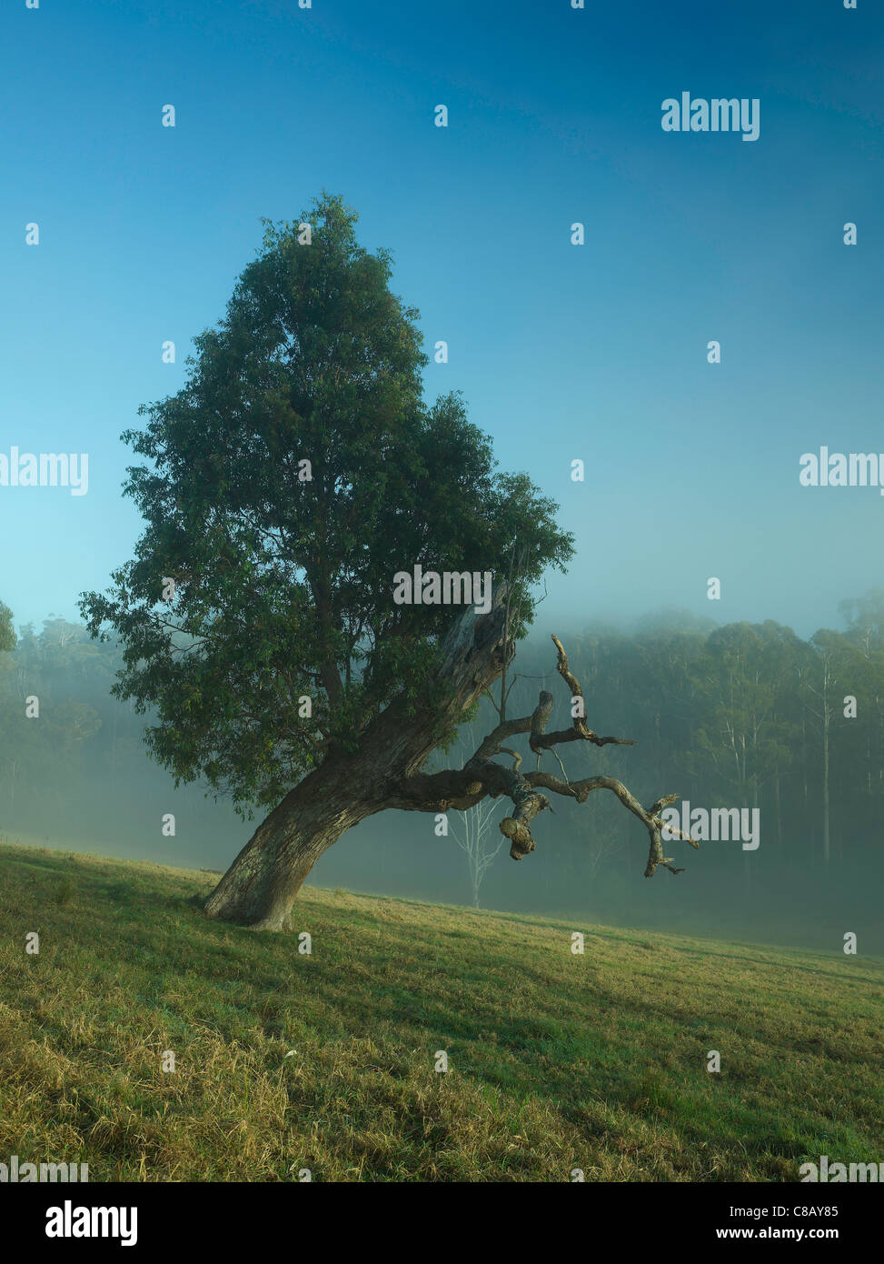 Vecchio albero colpito da un fulmine, ma una nuova crescita della rigenerazione, Tilba Tilba NSW Australia Foto Stock
