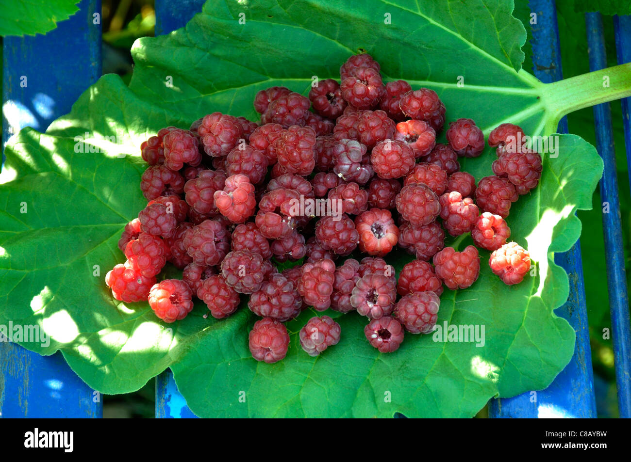 Appena raccolto lamponi (Rubus idaeus) su una foglia di rabarbaro. Foto Stock