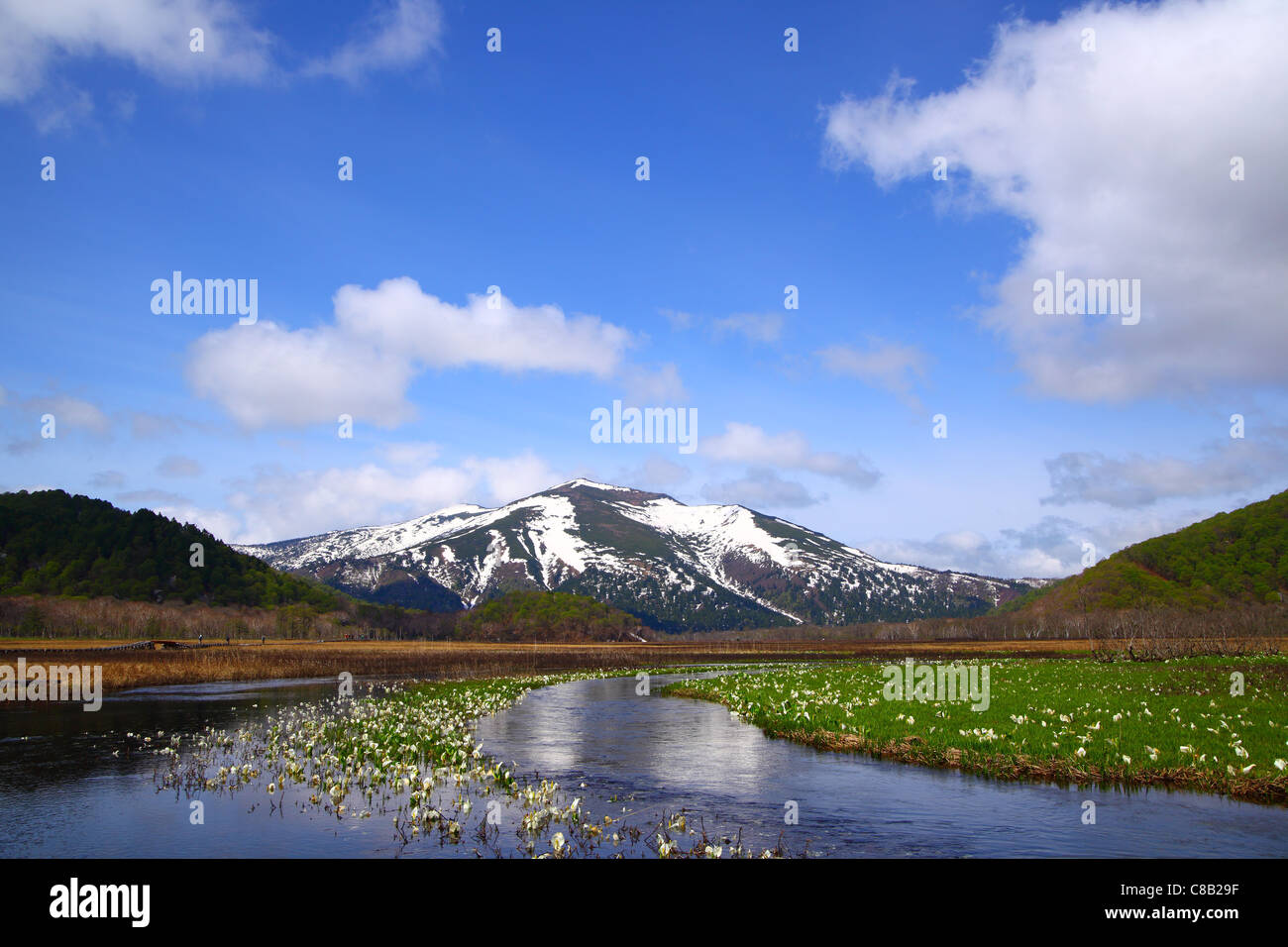 Lysichiton camtschatcense e montagna Foto Stock