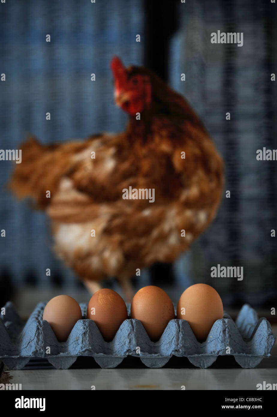 Re. Presidente del British Free Range Egg Producers Association, Tom Vesey chi ritiene che la produzione di uova grandi è crudele a h Foto Stock