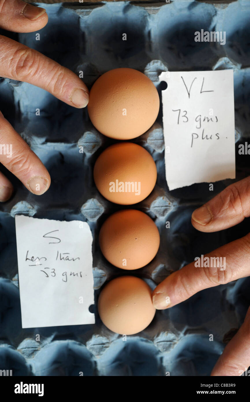 Re. Presidente del British Free Range Egg Producers Association, Tom Vesey chi ritiene che la produzione di uova grandi è crudele a h Foto Stock