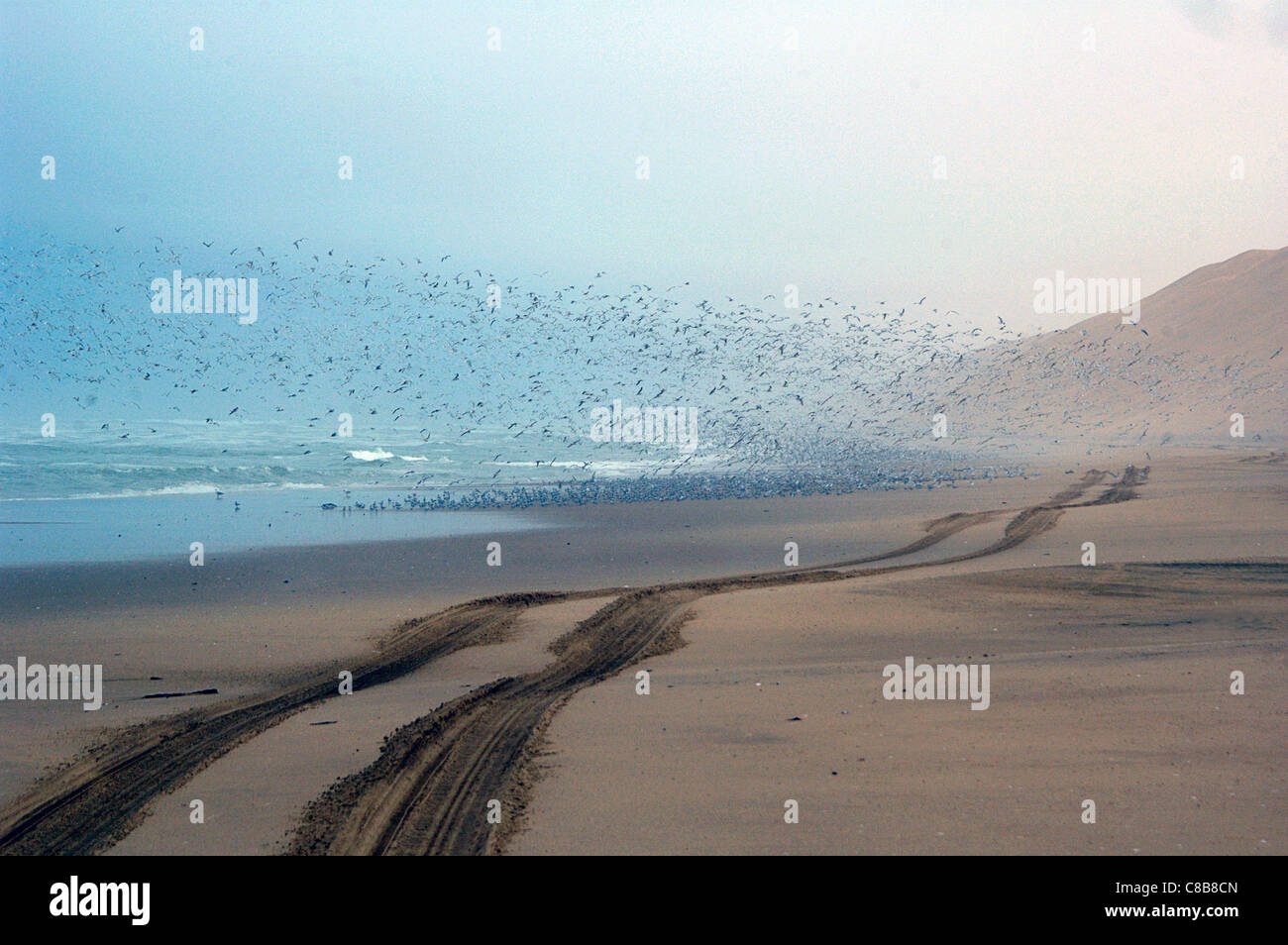 Selvatica di uccelli di mare disturbato dal veicolo transitante Foto Stock