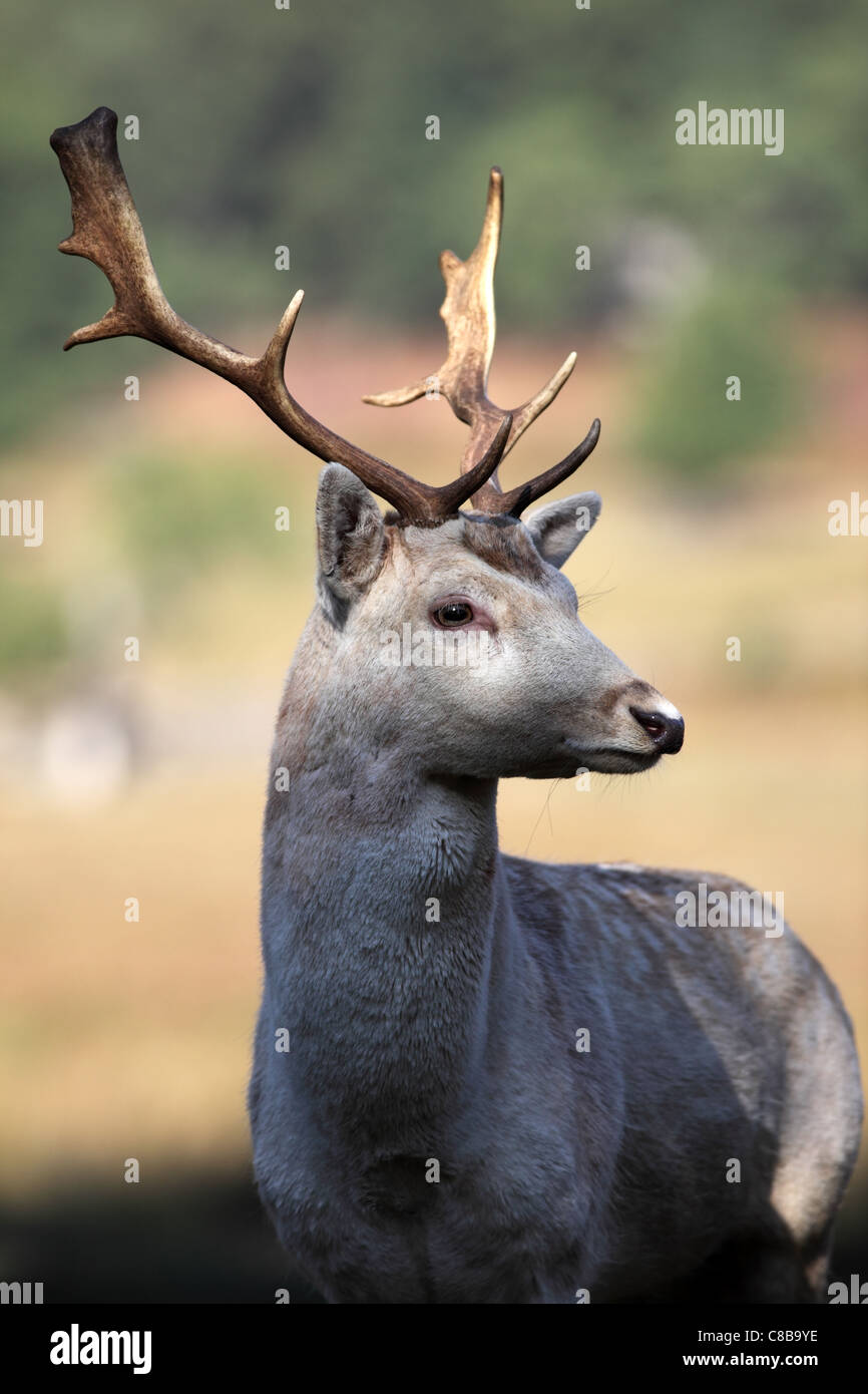 Ritratto di un daino Stag Dama Dama REGNO UNITO Foto Stock