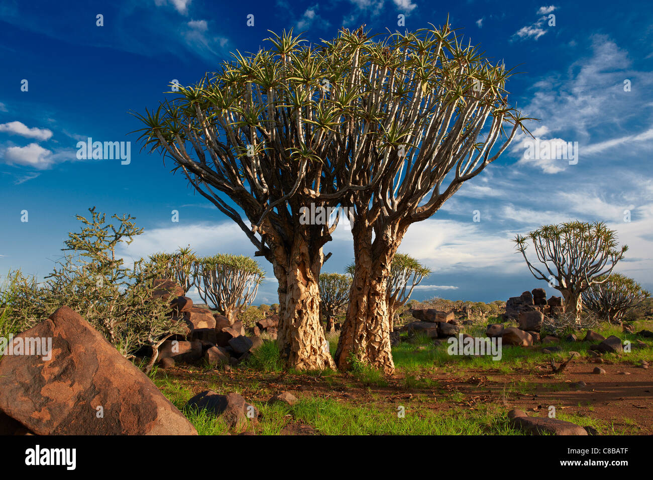 Per Quiver tree forest, Aloe dichotoma, Azienda Agricola Garas, Mesosaurus Sito fossile, Keetmanshoop, Namibia, Africa Foto Stock