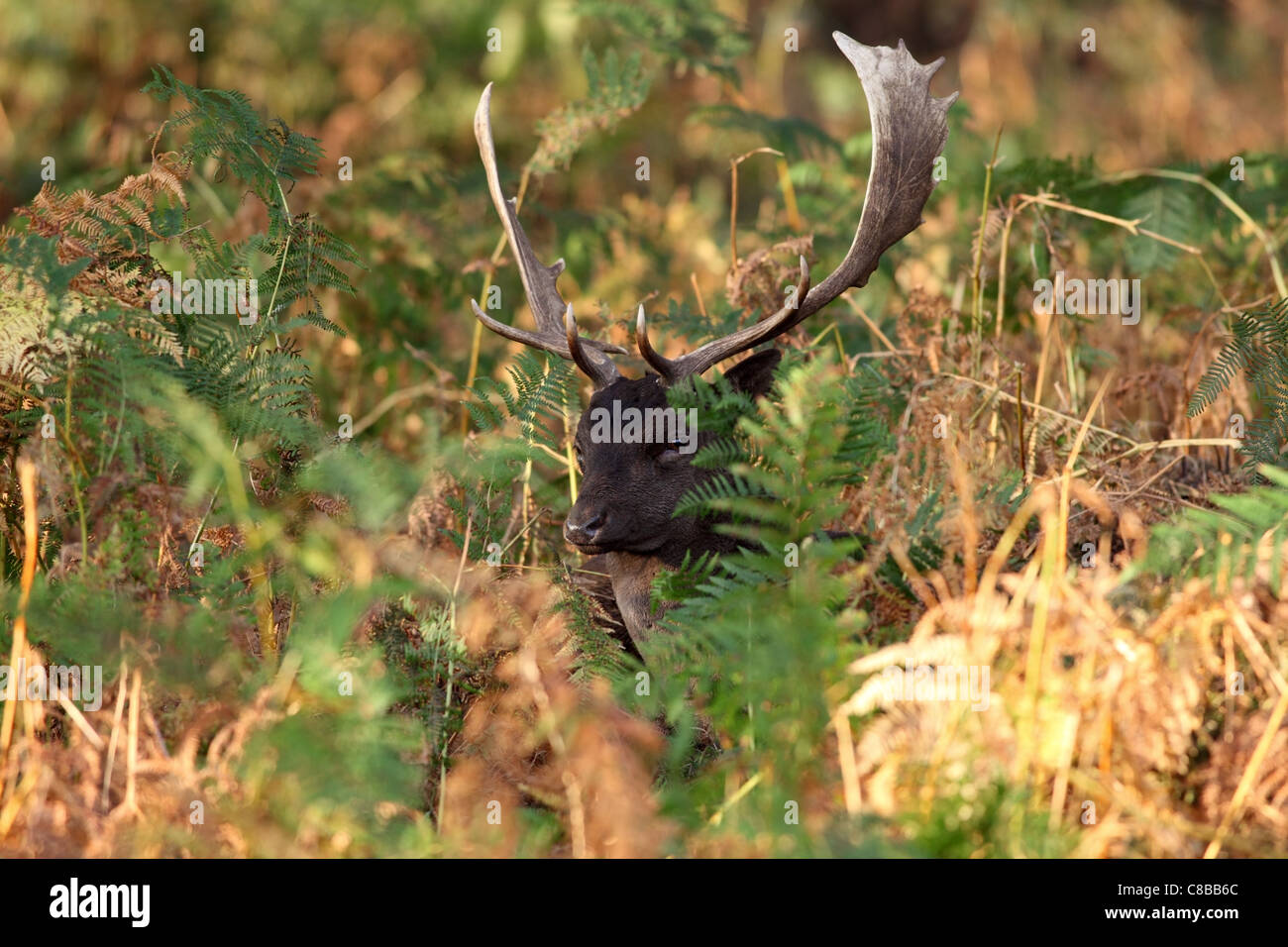 Daini Stag Dama Dama circondato da Bracken nell'autunno del Regno Unito Foto Stock