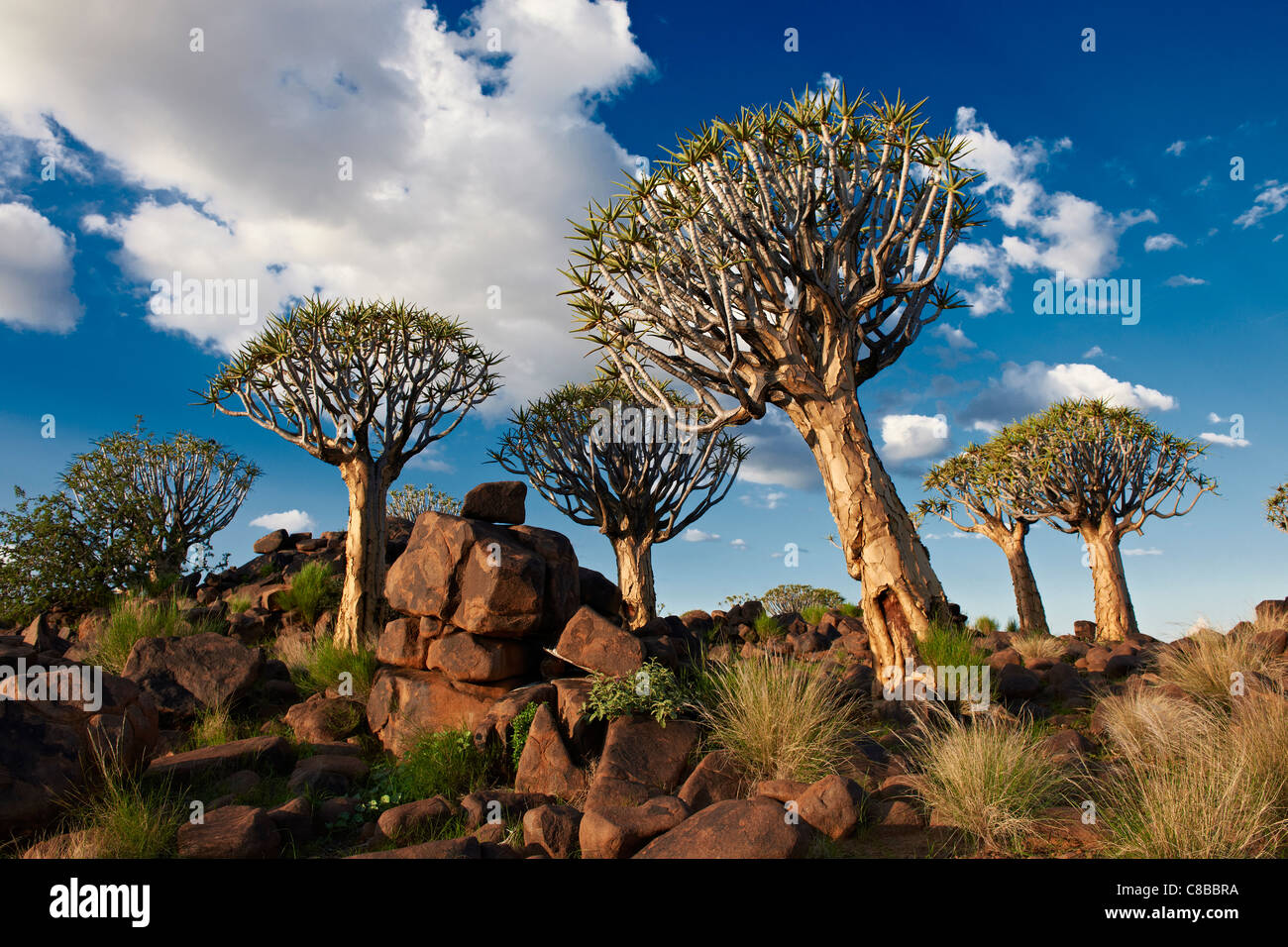 Per Quiver tree forest, Aloe dichotoma, Azienda Agricola Garas, Mesosaurus Sito fossile, Keetmanshoop, Namibia, Africa Foto Stock
