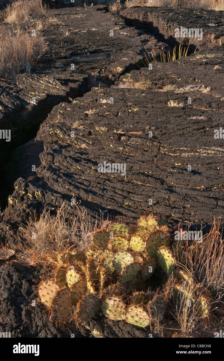 Ficodindia cactus nel incrinato lava pahoehoe campo, Carrizozo Malpais flusso di lava a valle di incendi, Nuovo Messico, STATI UNITI D'AMERICA Foto Stock