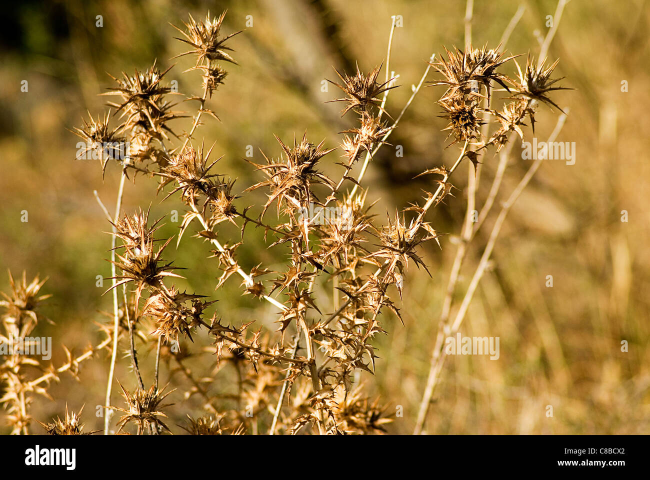 Thistle asciutto in estate Foto Stock