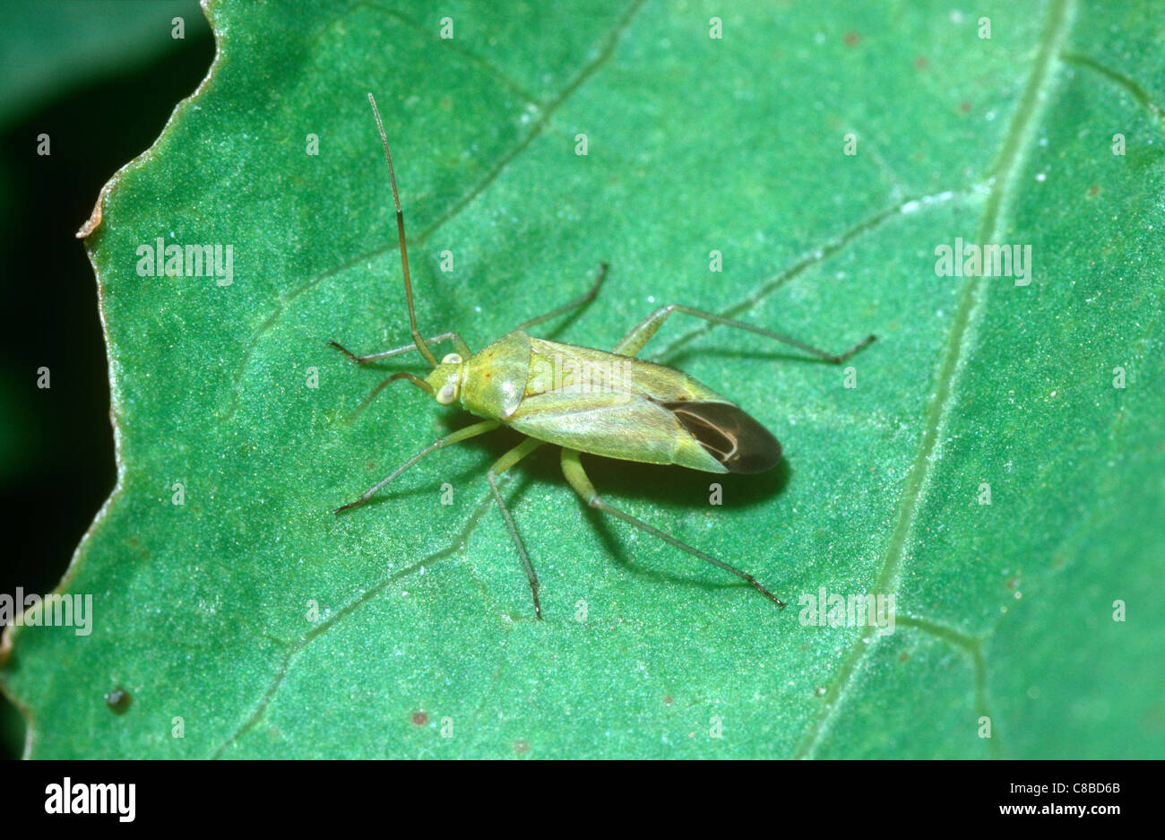 Comune di capside verde bug (Lygocoris pabulinus: Miridae) REGNO UNITO Foto Stock