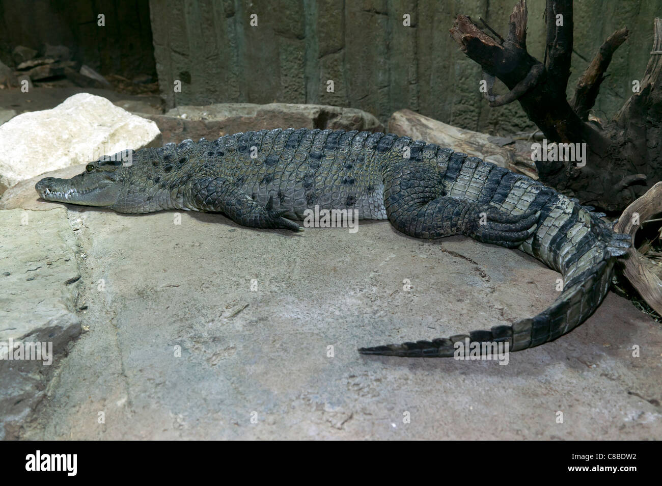 Croccodile in cattività Foto Stock