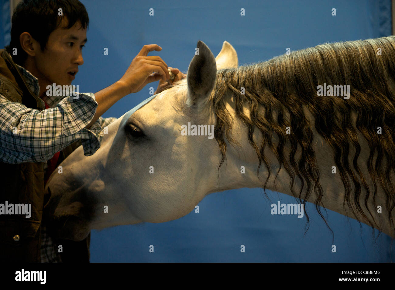 Un uomo chiarisce un cavallo di mane durante la Cina Horse Fair 2011 a Pechino, in Cina. 14-ott-2011 Foto Stock