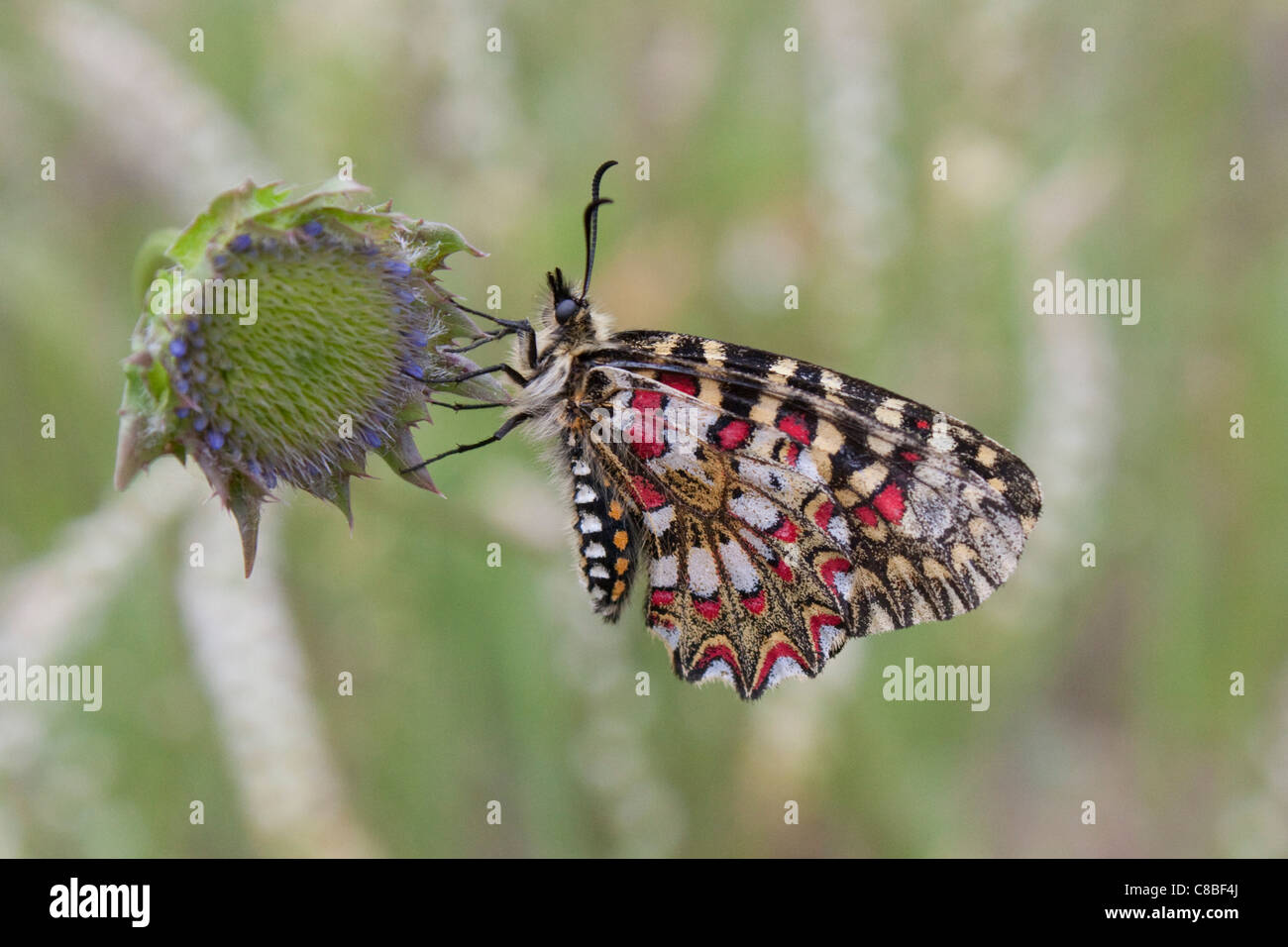 Un festone spagnolo butterfly (zerynthia rumina) siede su un flowerhead in Estremadura, Spagna Foto Stock