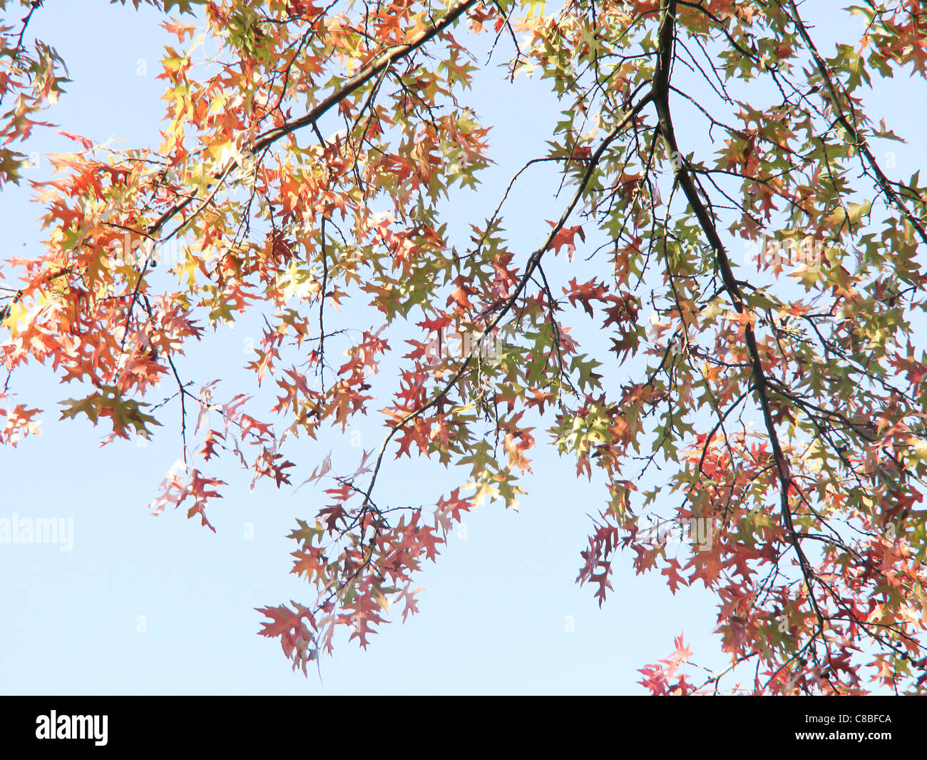 Foglie di autunno del nord della Quercia Rossa (Quercus rubra) leggermente sopra esposti per dare un color acqua look, Alblasserdam, Olanda Foto Stock