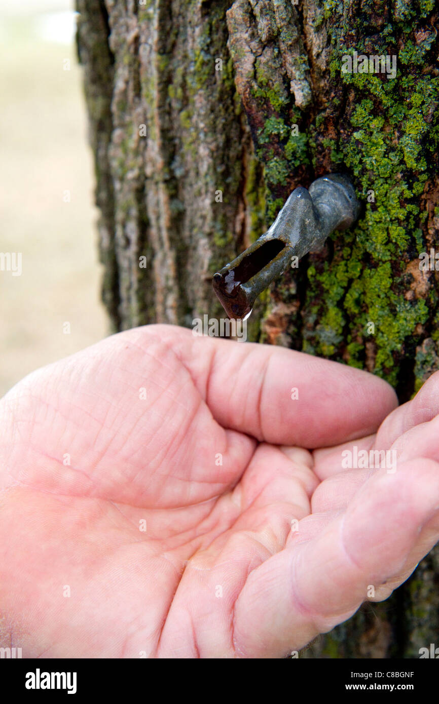 Mano la cattura di una goccia di maple sap da una scanalatura in un albero di acero al Lago di Odessa, Michigan, Stati Uniti d'America. Foto Stock