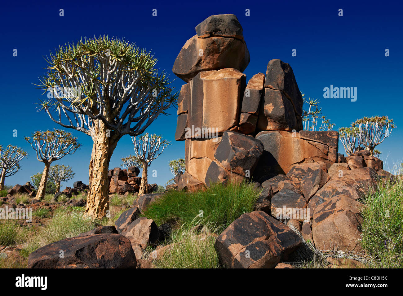 Per Quiver tree forest, Aloe dichotoma, Azienda Agricola Garas, Mesosaurus Sito fossile, Keetmanshoop, Namibia, Africa Foto Stock