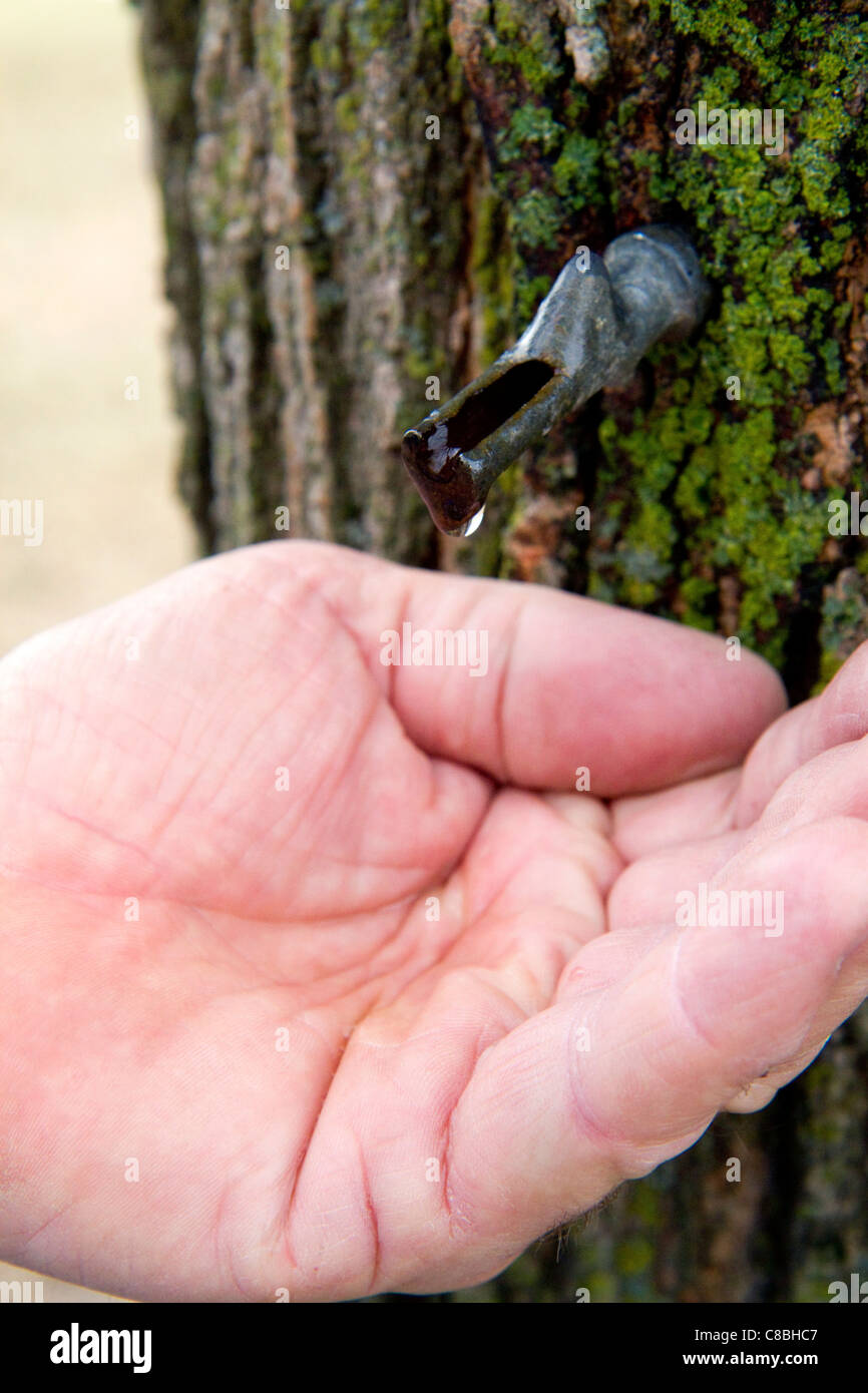 Mano la cattura di una goccia di maple sap da una scanalatura in un albero di acero al Lago di Odessa, Michigan, Stati Uniti d'America. Foto Stock