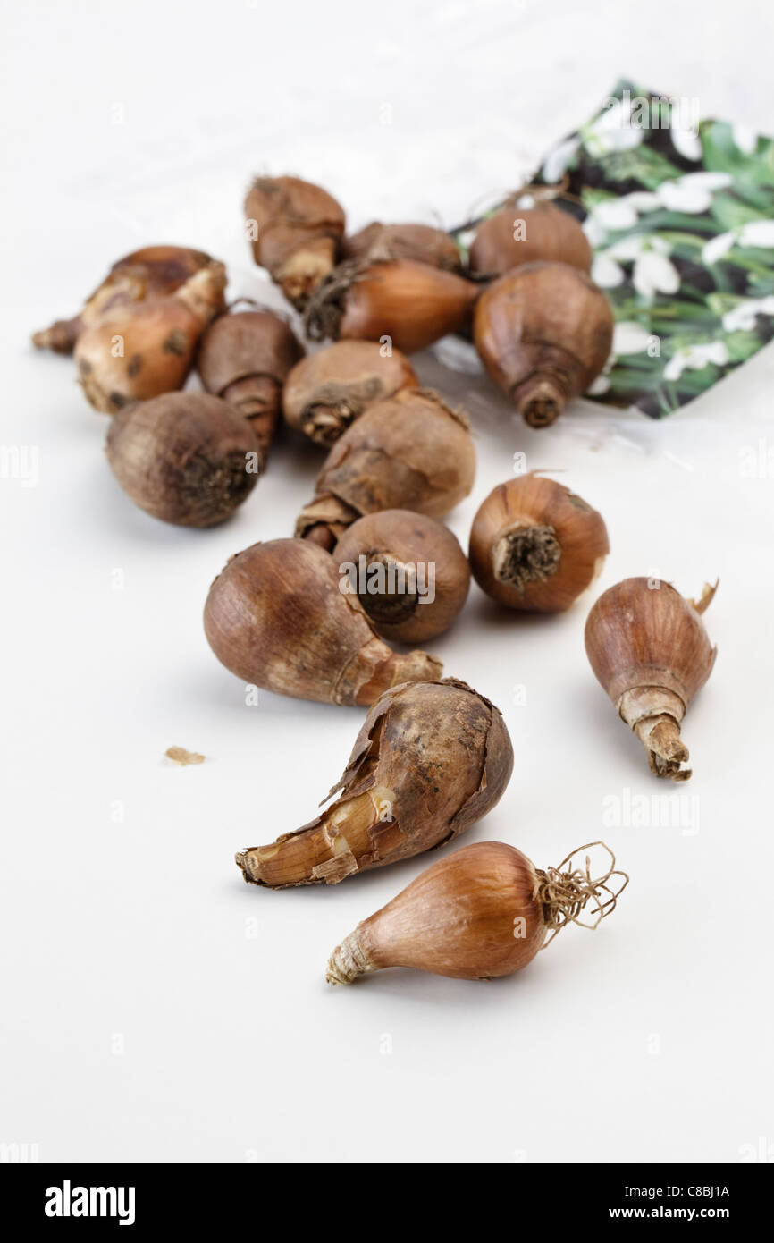 Galanthus Snowdrop lampadine Foto Stock