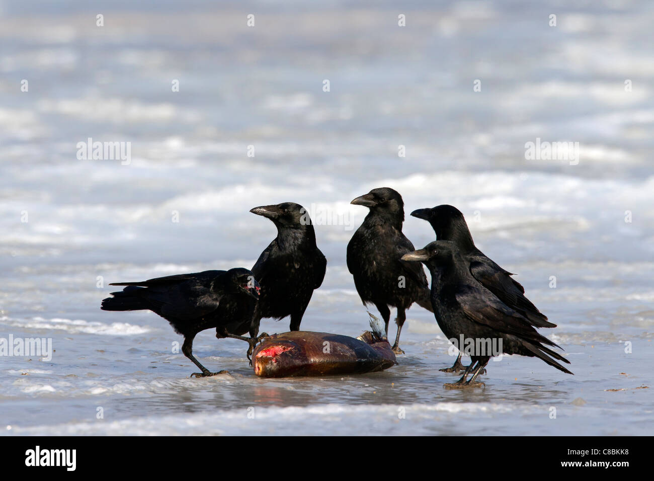 Gregge di Carrion crows (Corvus corone) alimentazione di pesce sul lago ghiacciato in inverno, Germania Foto Stock