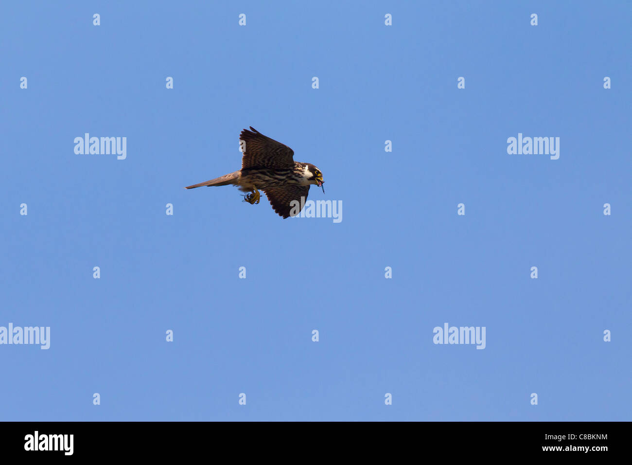 Eurasian Hobby (Falco Subbuteo®) in volo con catturato dragonfly, Germania Foto Stock