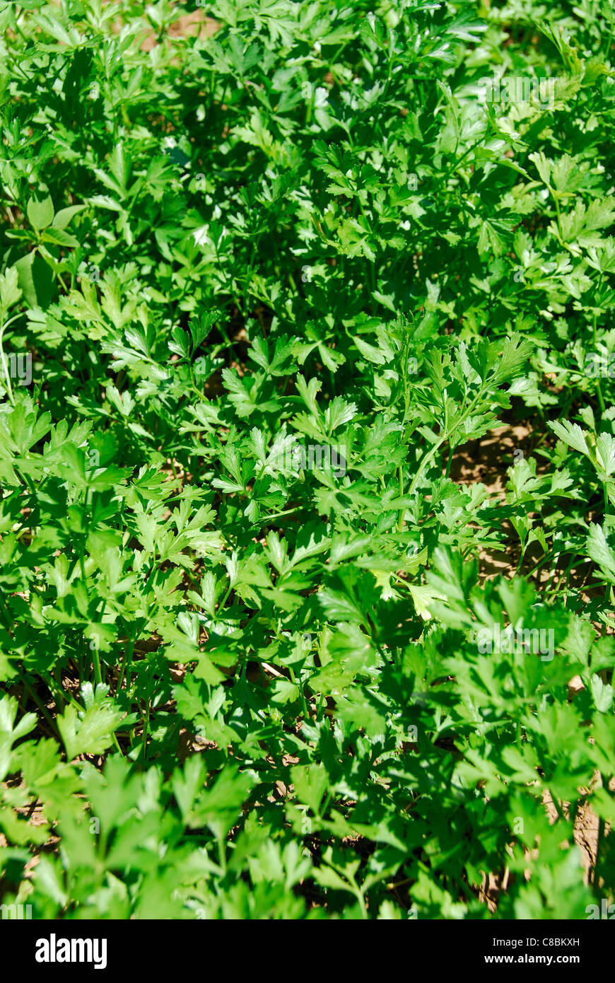 Il prezzemolo (Petroselinum crispo neapolitanum) cresce al di fuori. 2011. Foto Stock