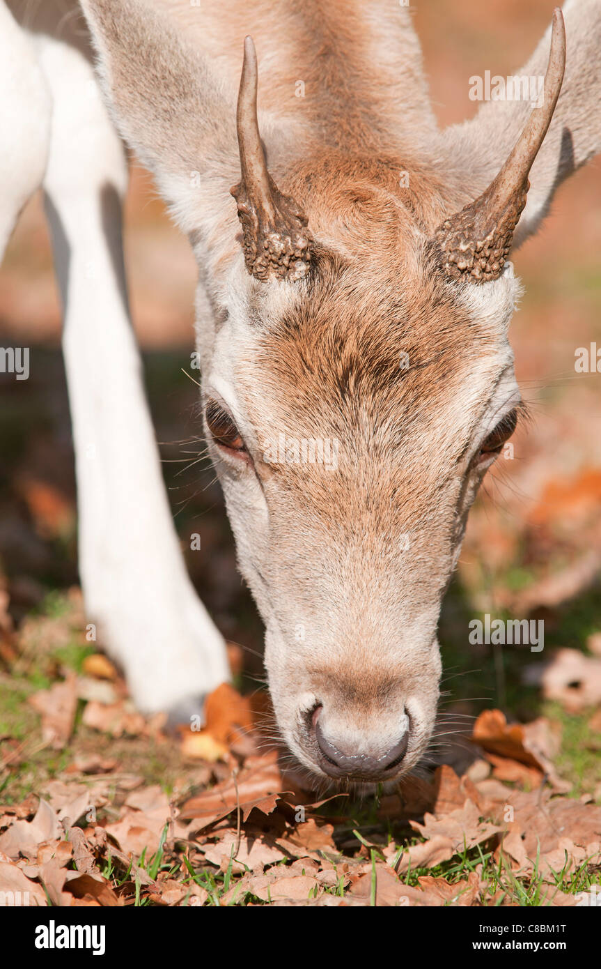 Testa di una giovane femmina del cervo nel Parco, England, Regno Unito Foto Stock