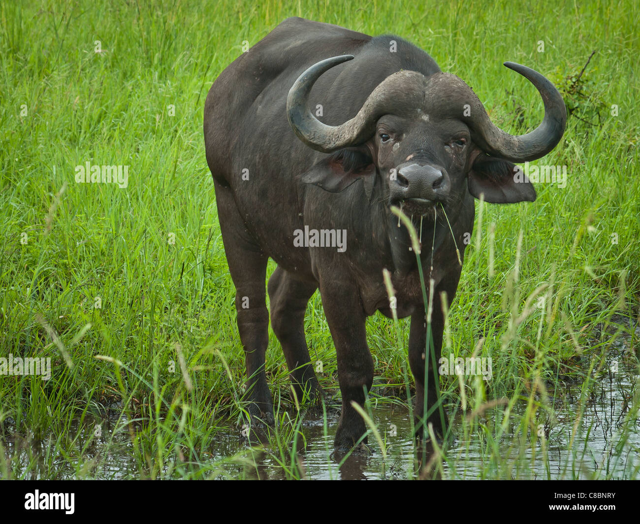 Buffelo, African buffalo Foto Stock