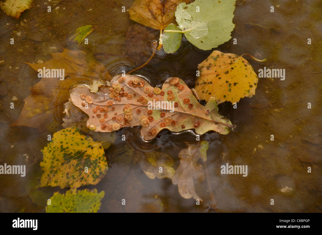 Foglie di autunno galleggiante su una pozzanghera con il fungo della Foto Stock