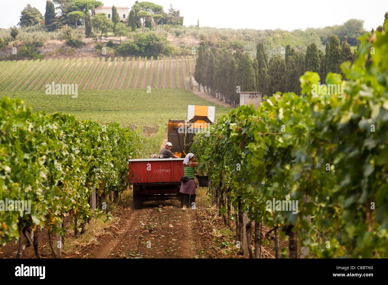 Mietitrice meccanica la raccolta delle uve da vino a Frascati, Italia Foto Stock