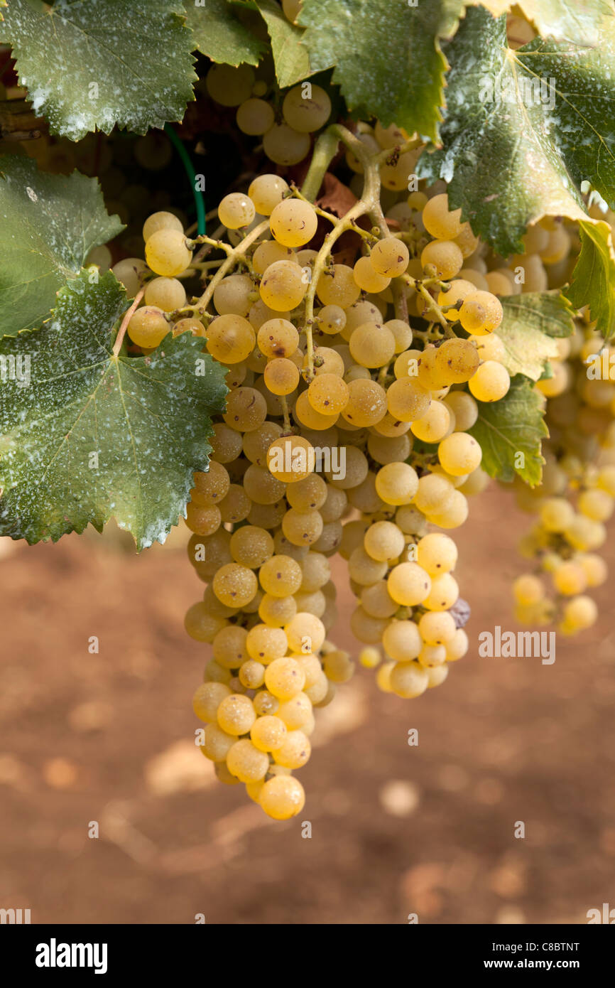 Close up di ripe Trebbiano uva sulla vite pronta per la raccolta. Foto Stock