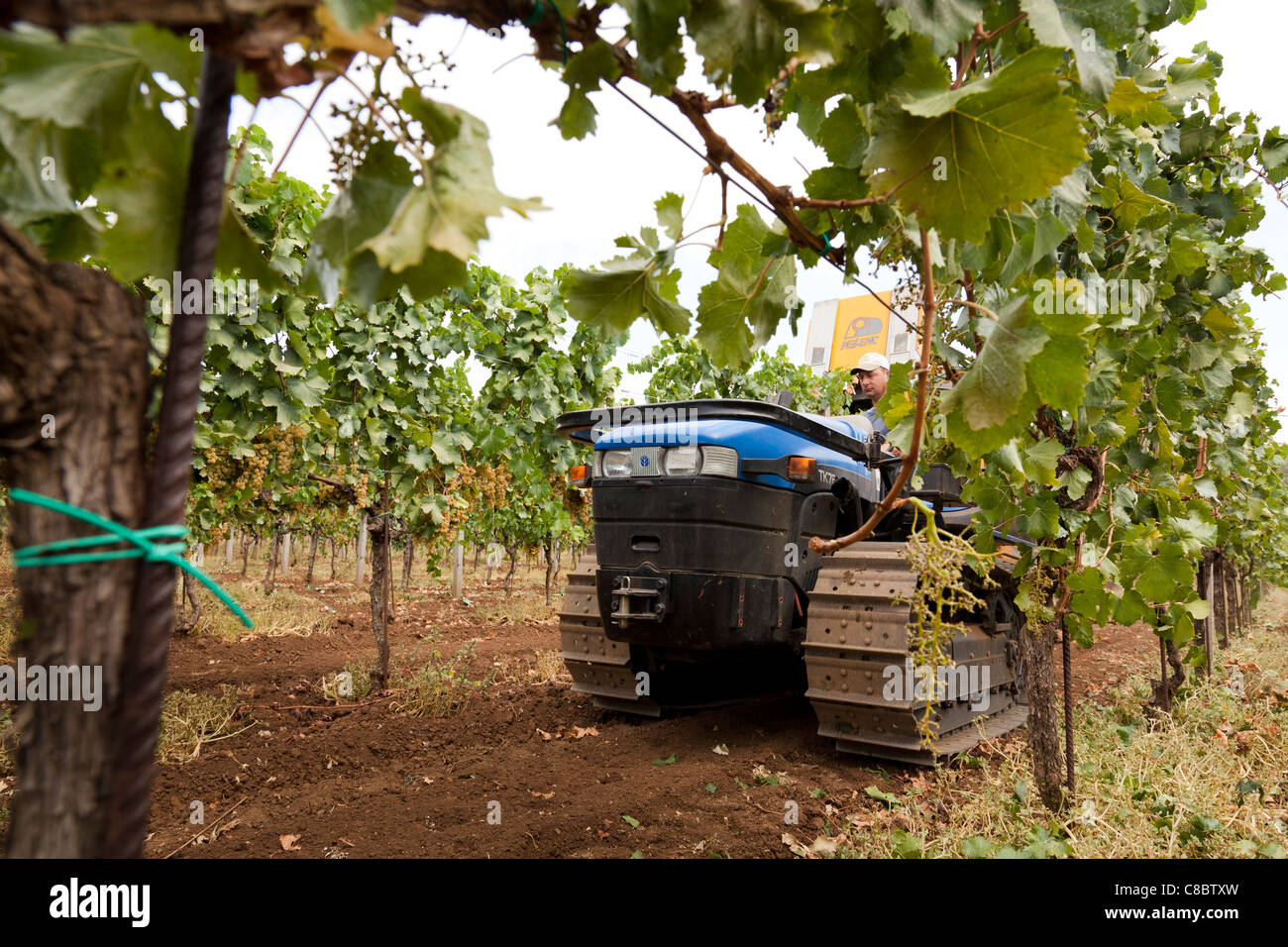 La raccolta delle uve da vino a Frascati, Italia Foto Stock