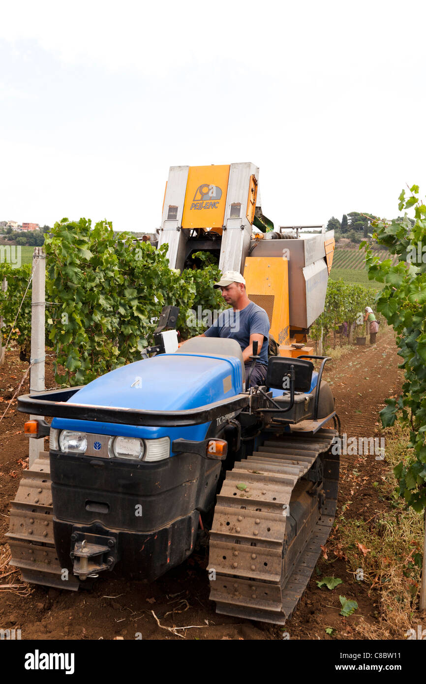La raccolta delle uve da vino a Frascati, Italia Foto Stock