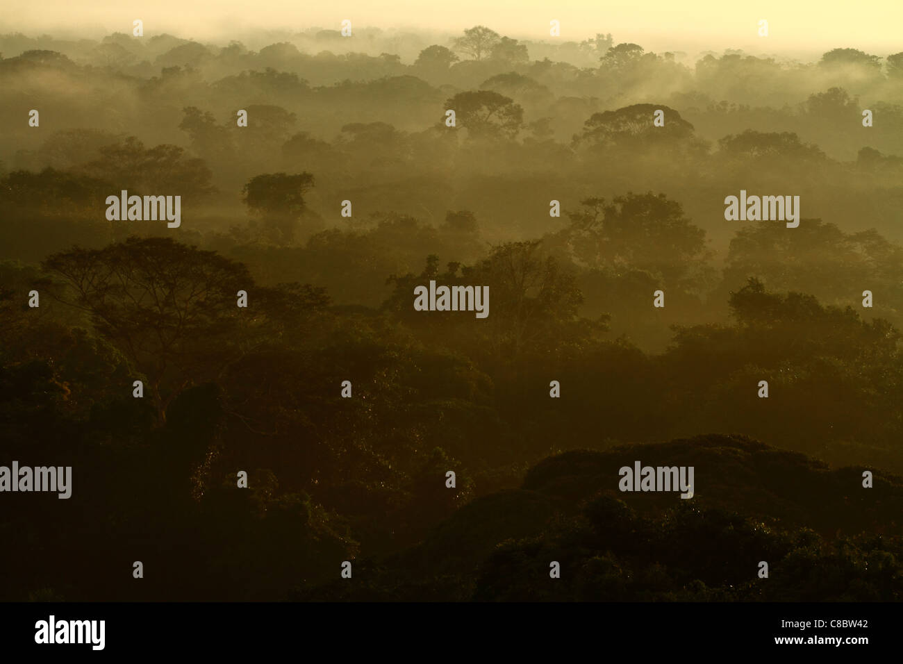 Giungla amazzonica, Brasile Foto Stock