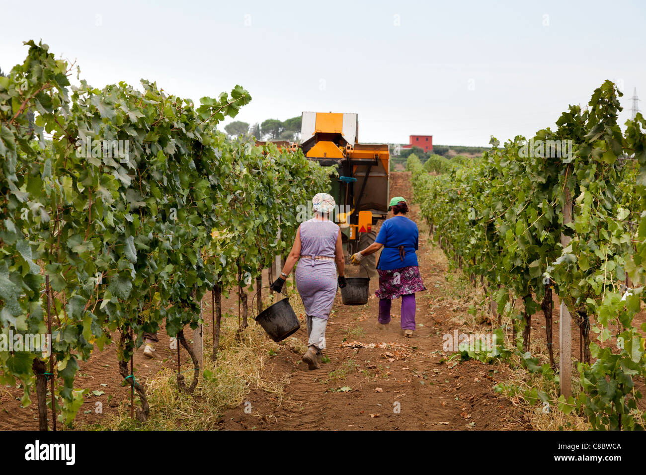 Raccoglitori a mano seguendo la mietitrice meccanica la raccolta di uve da vino a Frascati, Italia Foto Stock