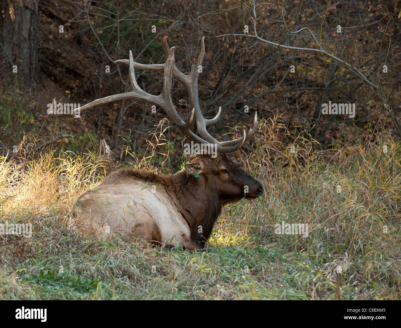 Rocky Mountain elk bull Foto Stock