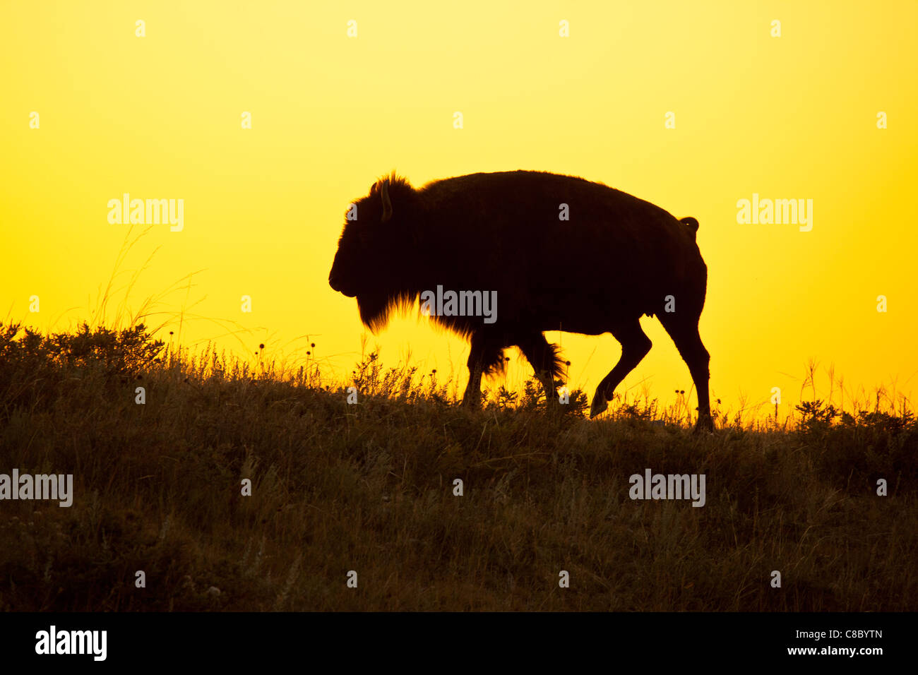 Silhouette di un bisonte in mattina a Bear Butte, South Dakota. Foto Stock