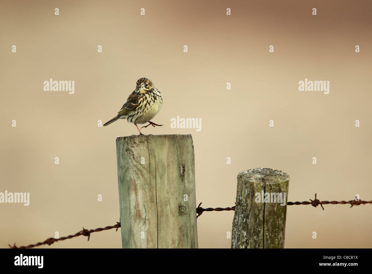 Meadow pipit (Anthus pratensis) arroccato su palo da recinzione con una gamba sollevata Foto Stock