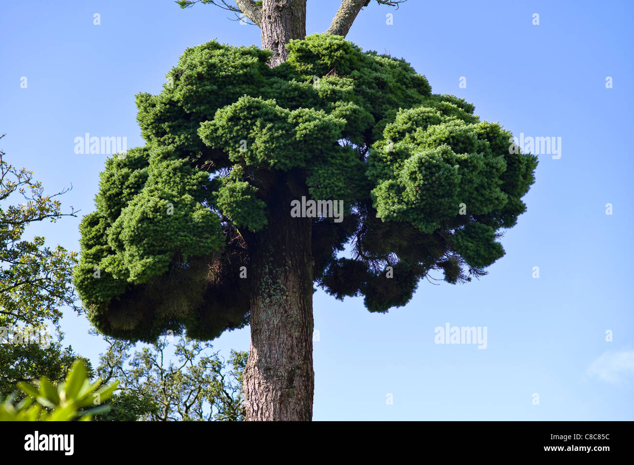 Grande campione di streghe ginestra che cresce su un vecchio Douglas Fir Tree Foto Stock