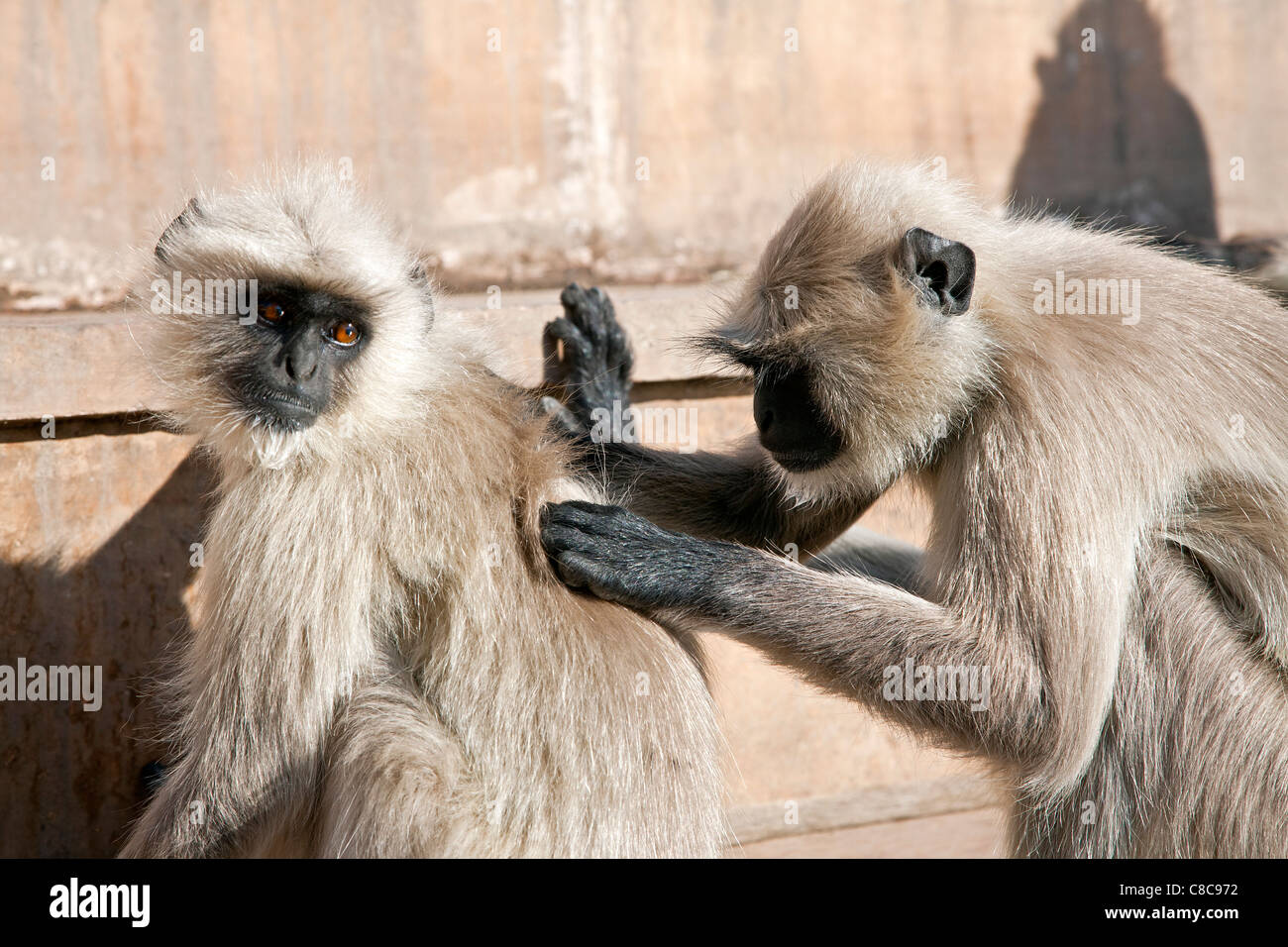 Langur monkey preleva i parassiti. Pushkar. Il Rajasthan. India Foto Stock