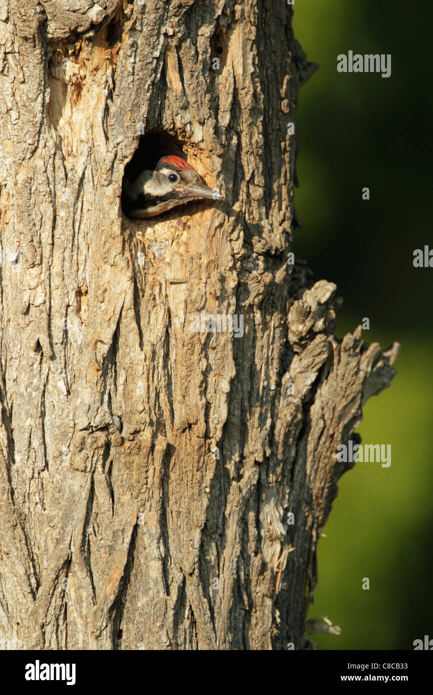 Picchio siriano (Dendrocopus syriacus) pulcino, quasi pronto per il giovane, attaccando la sua testa fuori del nido foro Foto Stock