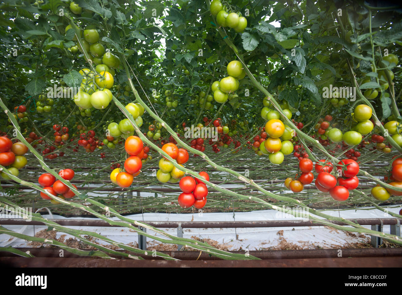 In Bretagna, una intensa coltivazione di pomodori (Solanum Lycopersicum) sotto serra. Un suolo-meno la produzione di piante. Foto Stock