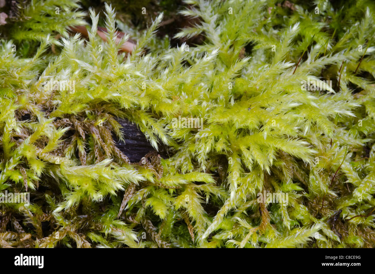 Primo piano di un muschio in una foresta, sfondo verde chiaro Foto Stock