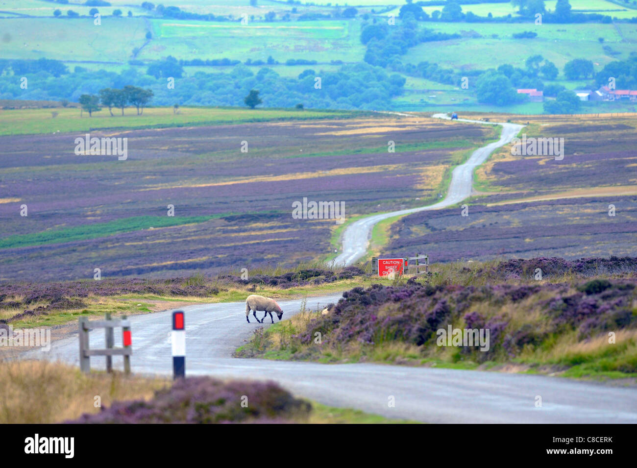 © Tony Bartolomeo pecore sulla strada sulla North York Moors come heather entra in fiore. Foto Stock