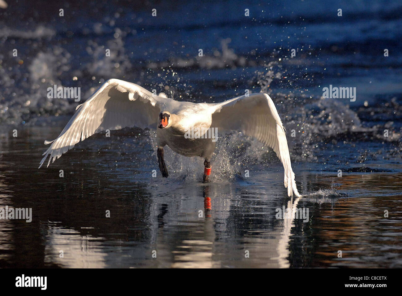 © Tony Bartolomeo un cigno 'corre' su un lago a Brompton - DA - Sawdon vicino a Scarborough North Yorkshire Foto Stock