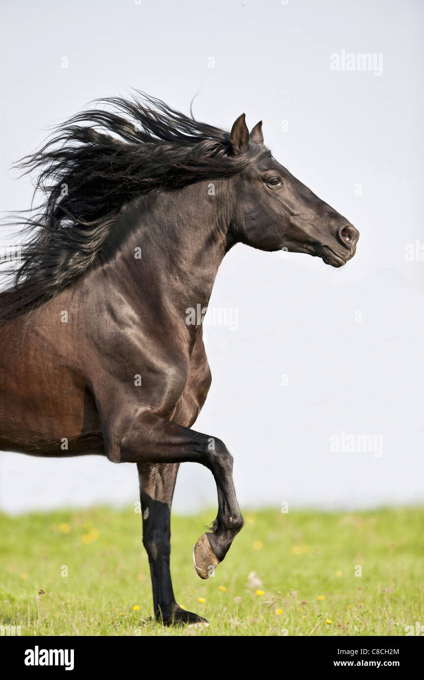 Pura spagnola a cavallo di razza - camminando sul prato Foto Stock