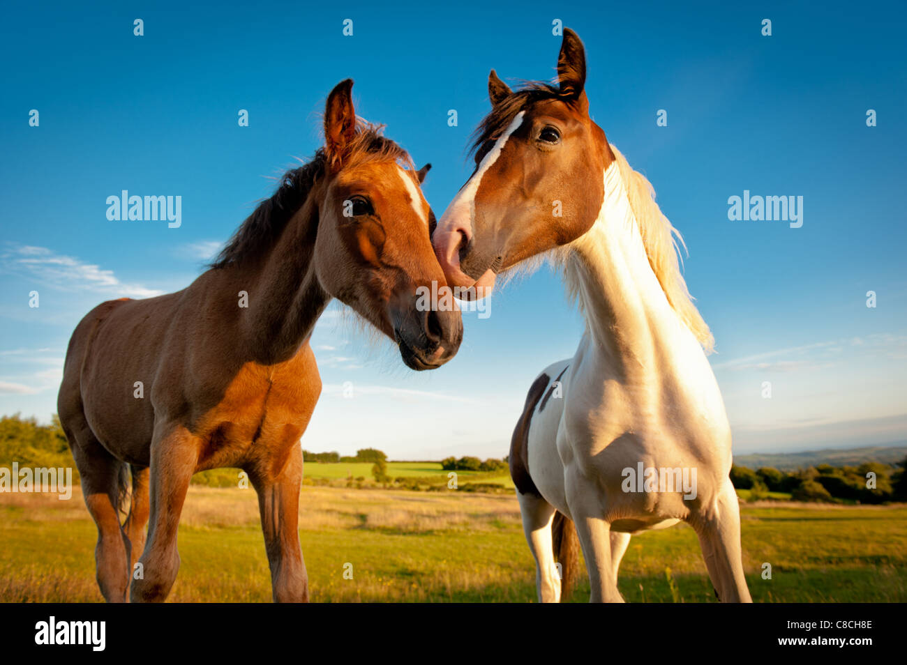 Due giovani pony in una serata estiva in Galles del Sud Foto Stock