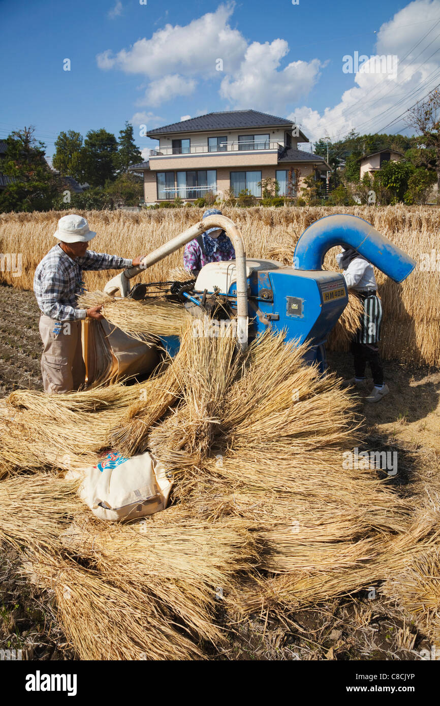Giappone, Prefettura di Nagano, la trebbiatura del riso Foto Stock