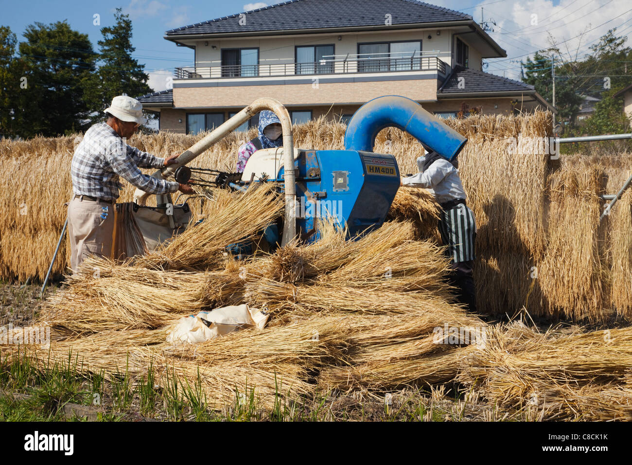 Giappone, Prefettura di Nagano, la trebbiatura del riso Foto Stock