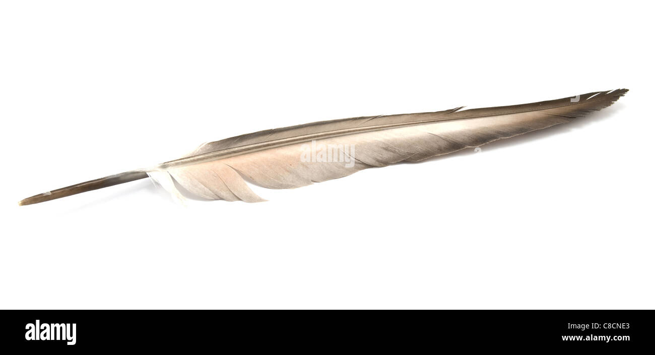 Feather è isolato su uno sfondo bianco Foto Stock