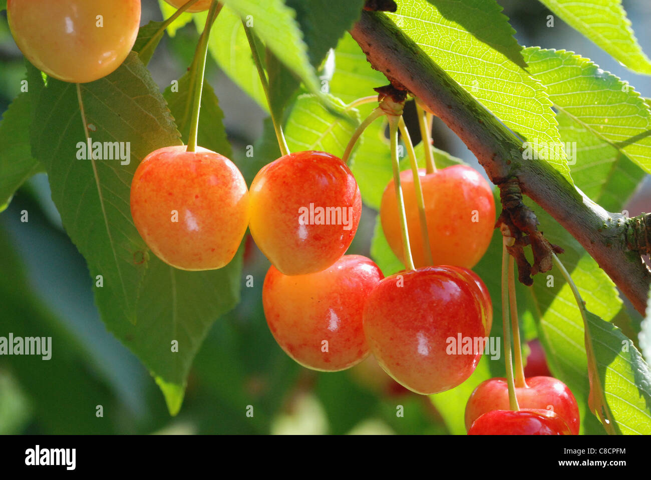 Le ciliegie sulla struttura ad albero Foto Stock